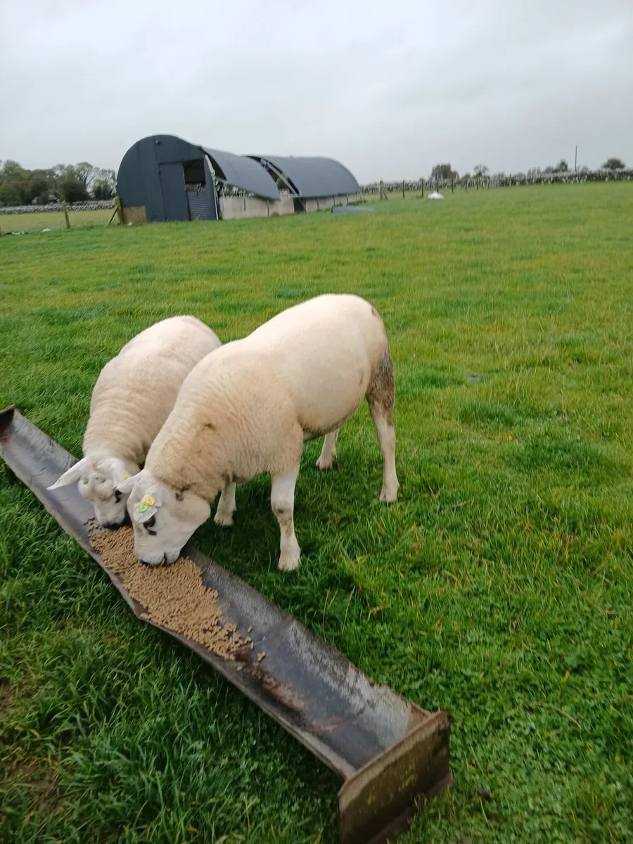 Top Quality Texel  Hoggots - Image 4