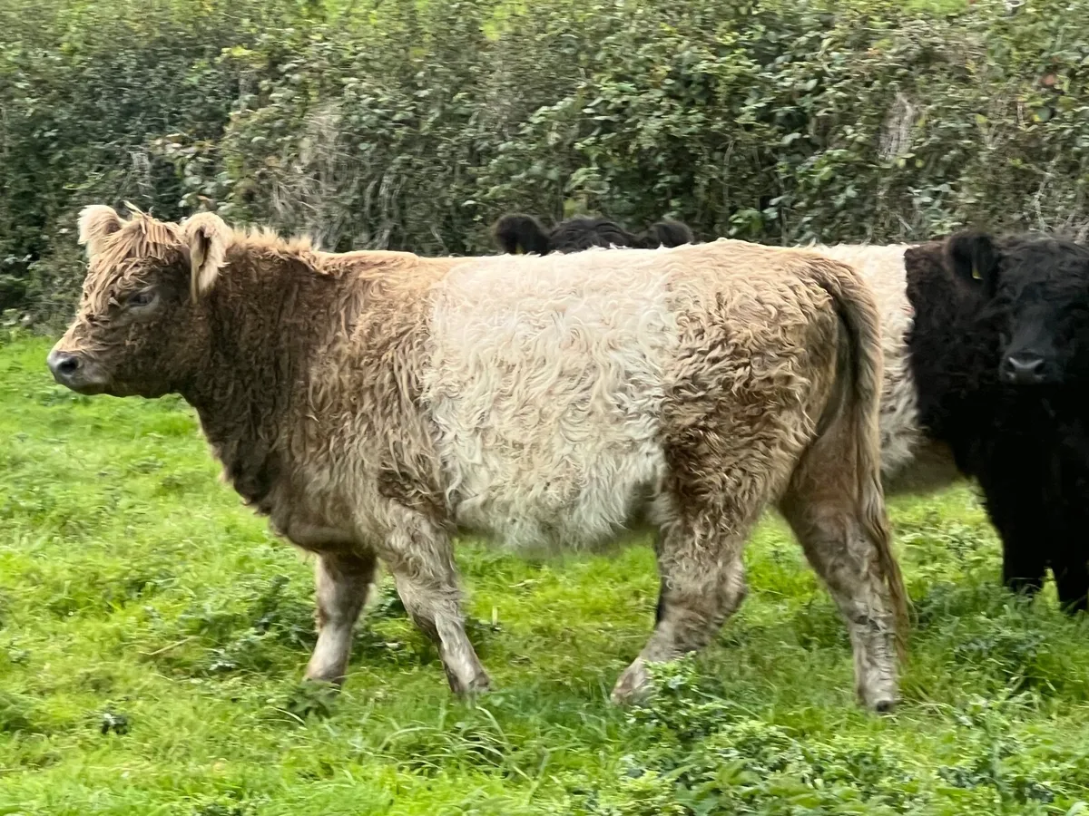 Belted Galloway heifers - Image 2