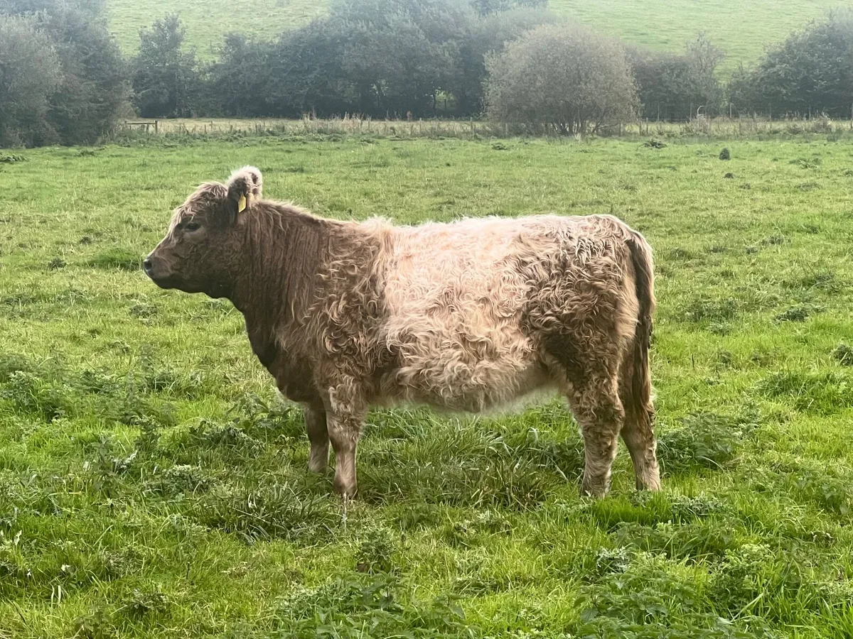 Belted Galloway heifers - Image 1