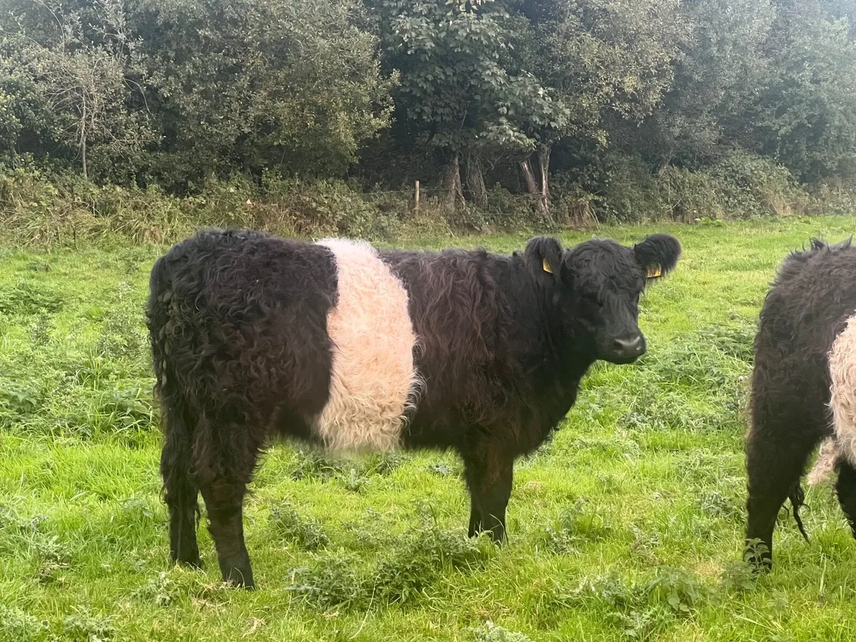 Belted Galloway heifers - Image 3
