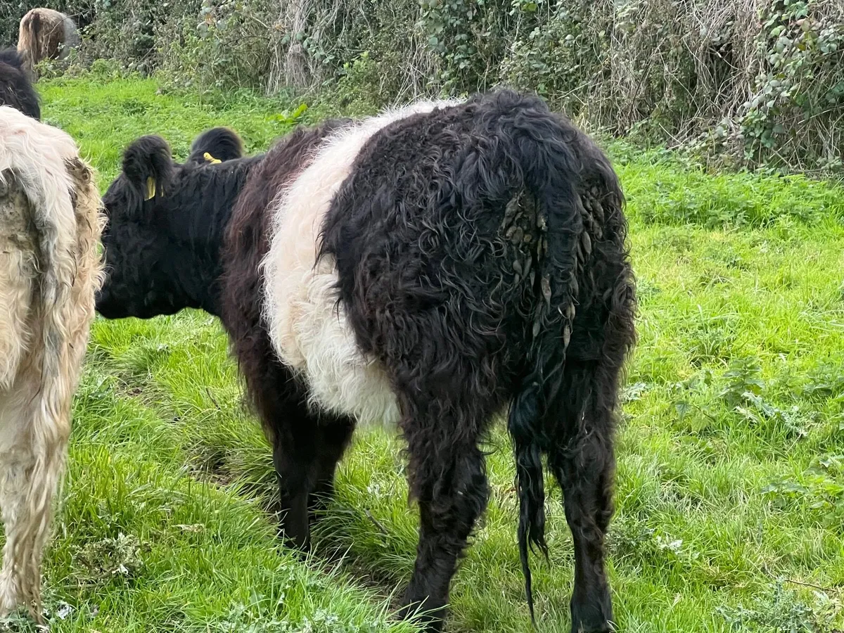 Belted Galloway heifers - Image 4