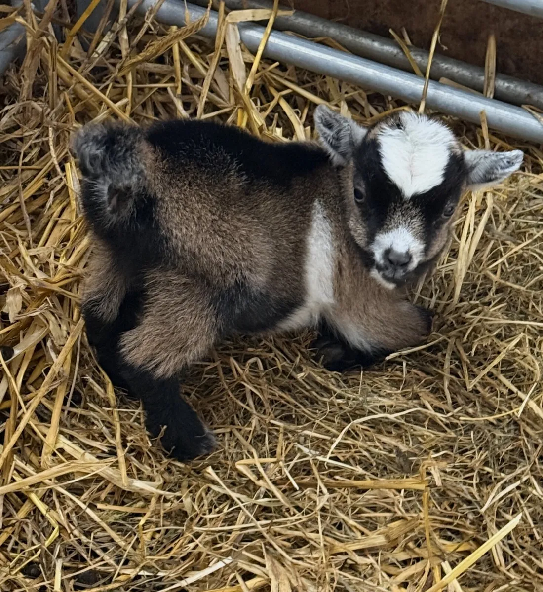 Baby Pygmy Female kid ready for Christmas - Image 1