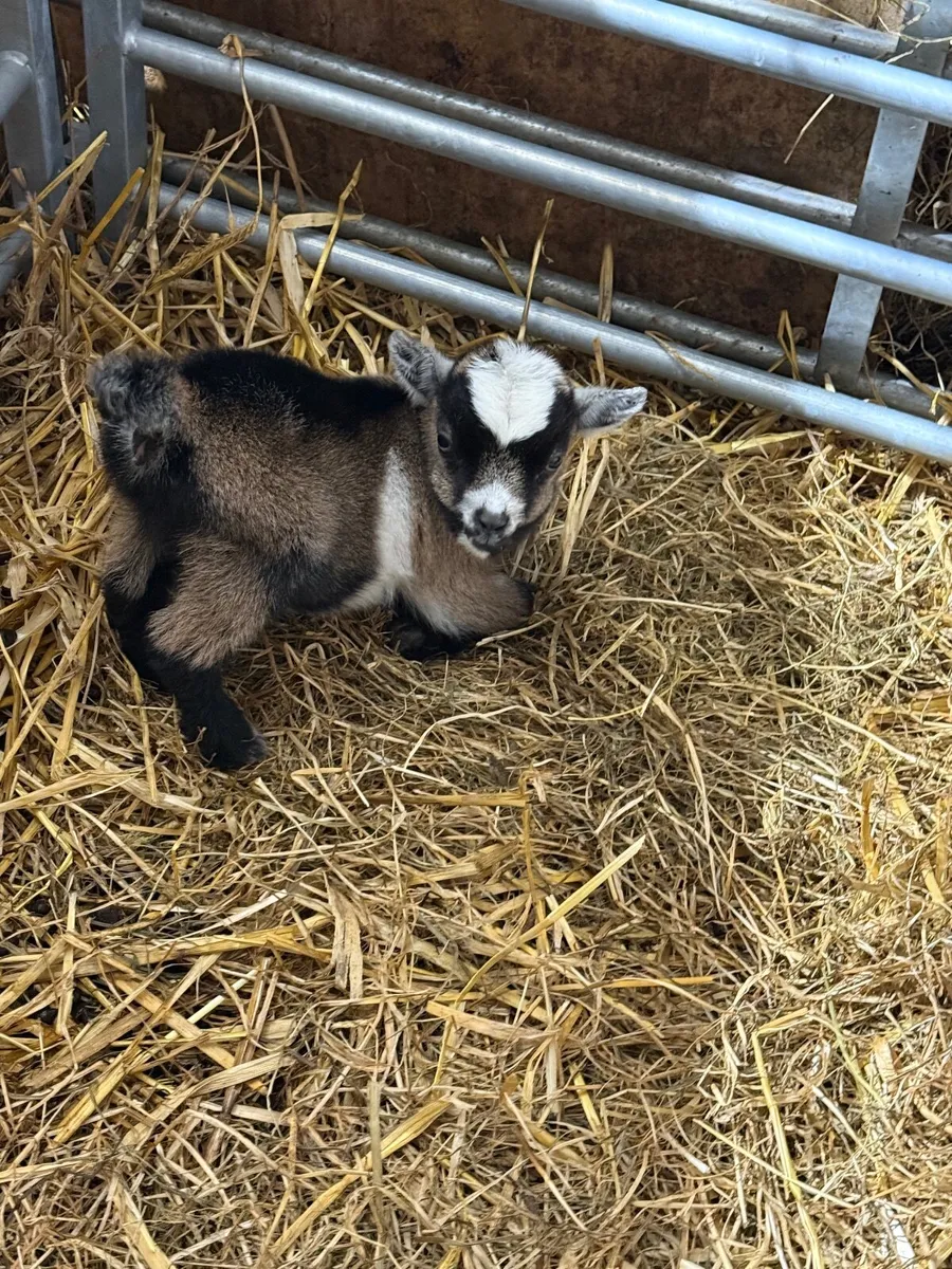 Baby Pygmy Female kid ready for Christmas - Image 4