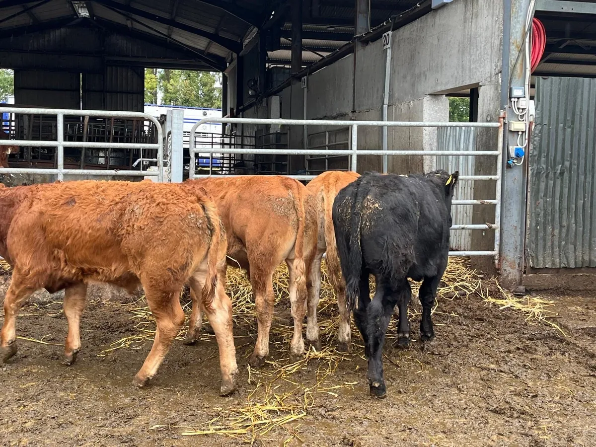 8 u grade limosin 330 kg bulls - Image 1