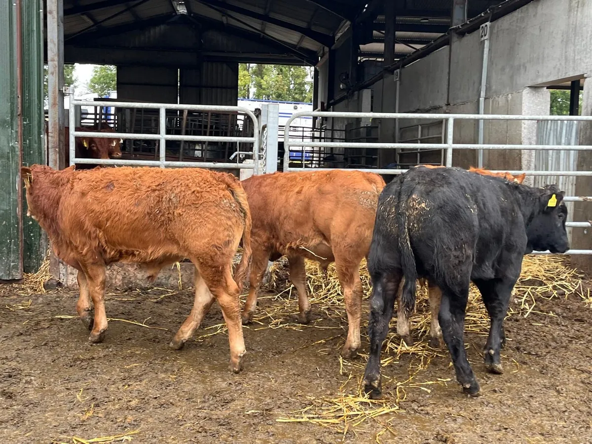 8 u grade limosin 330 kg bulls - Image 2