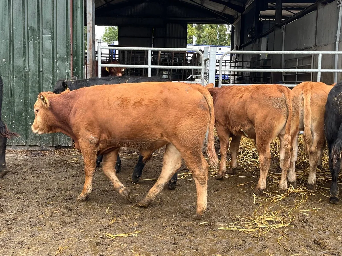 8 u grade limosin 330 kg bulls - Image 3