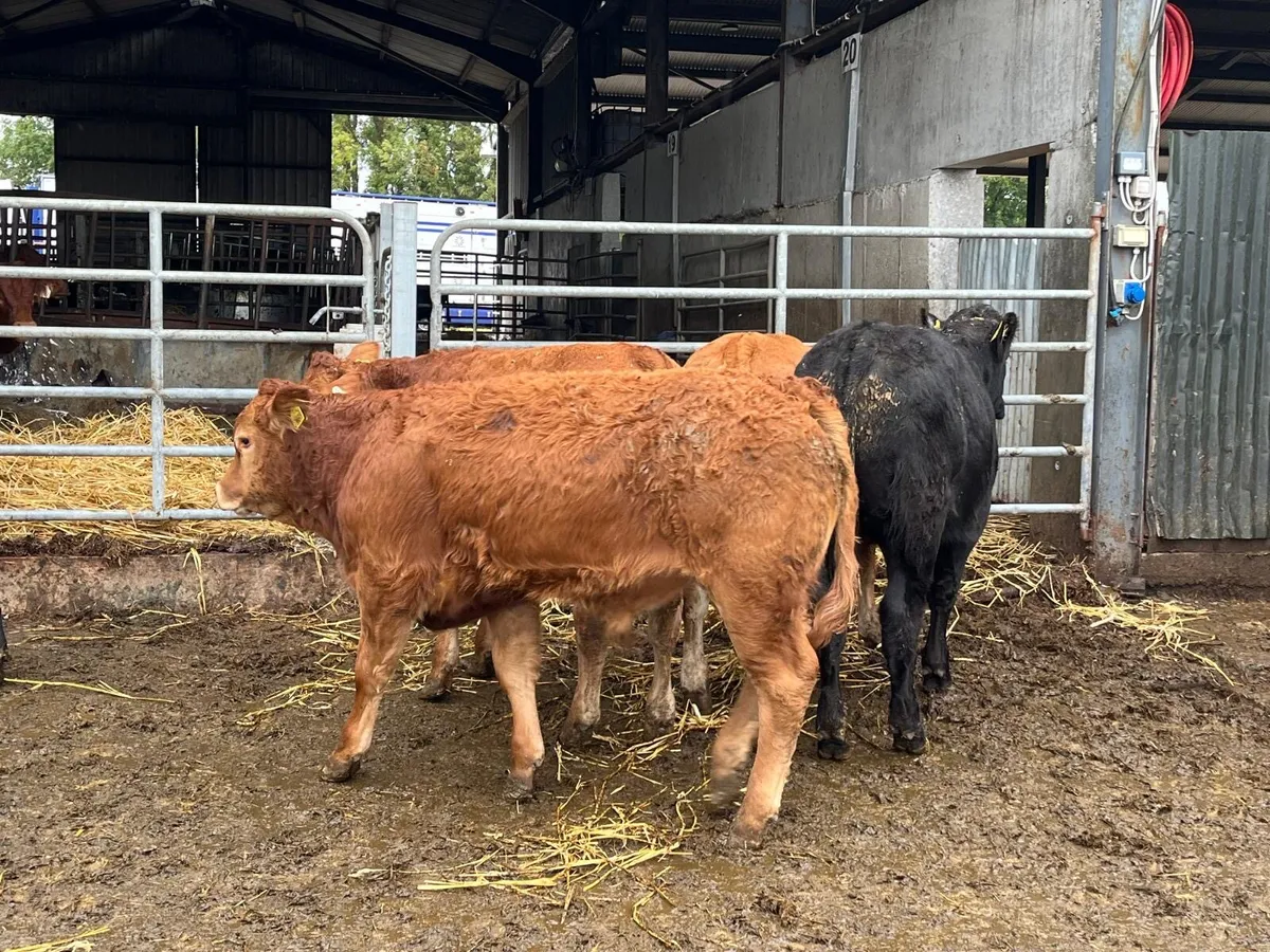 8 u grade limosin 330 kg bulls - Image 4
