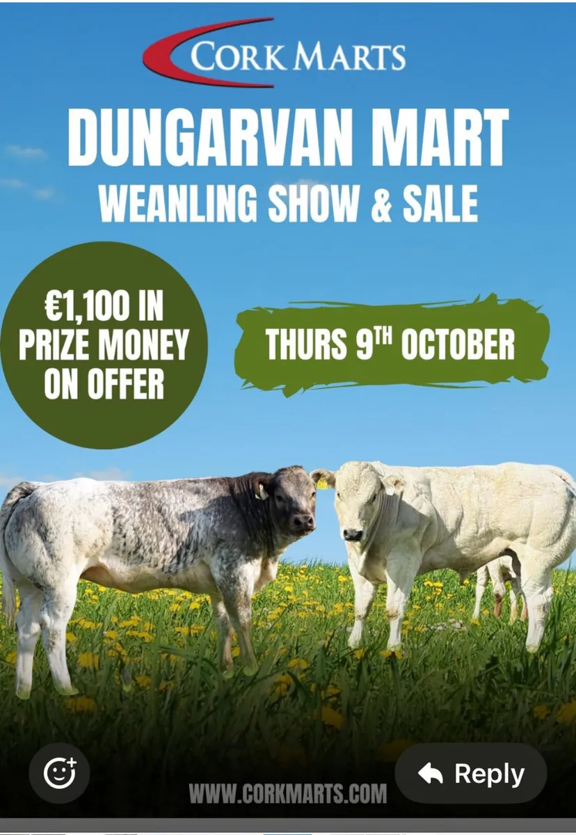Dungarvan Mart Weanling Show & Sale Thurs 9th Oct - Image 1