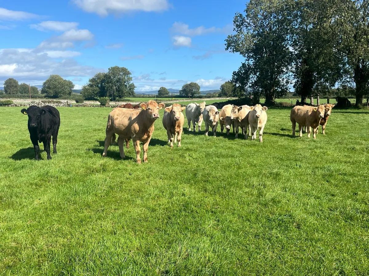 Dungarvan Mart Weanling Show & Sale Thurs 9th Oct - Image 2