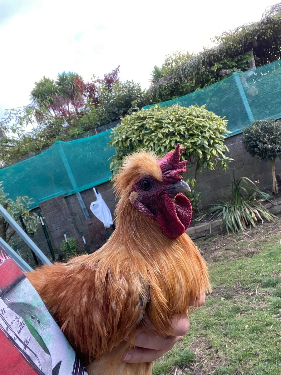 Cockerel/Rooster - Image 1