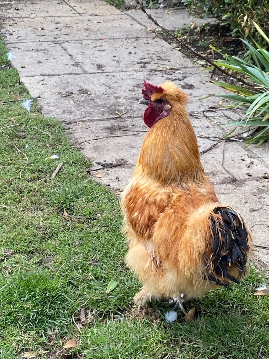 Cockerel/Rooster - Image 2
