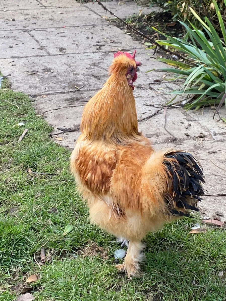 Cockerel/Rooster - Image 3