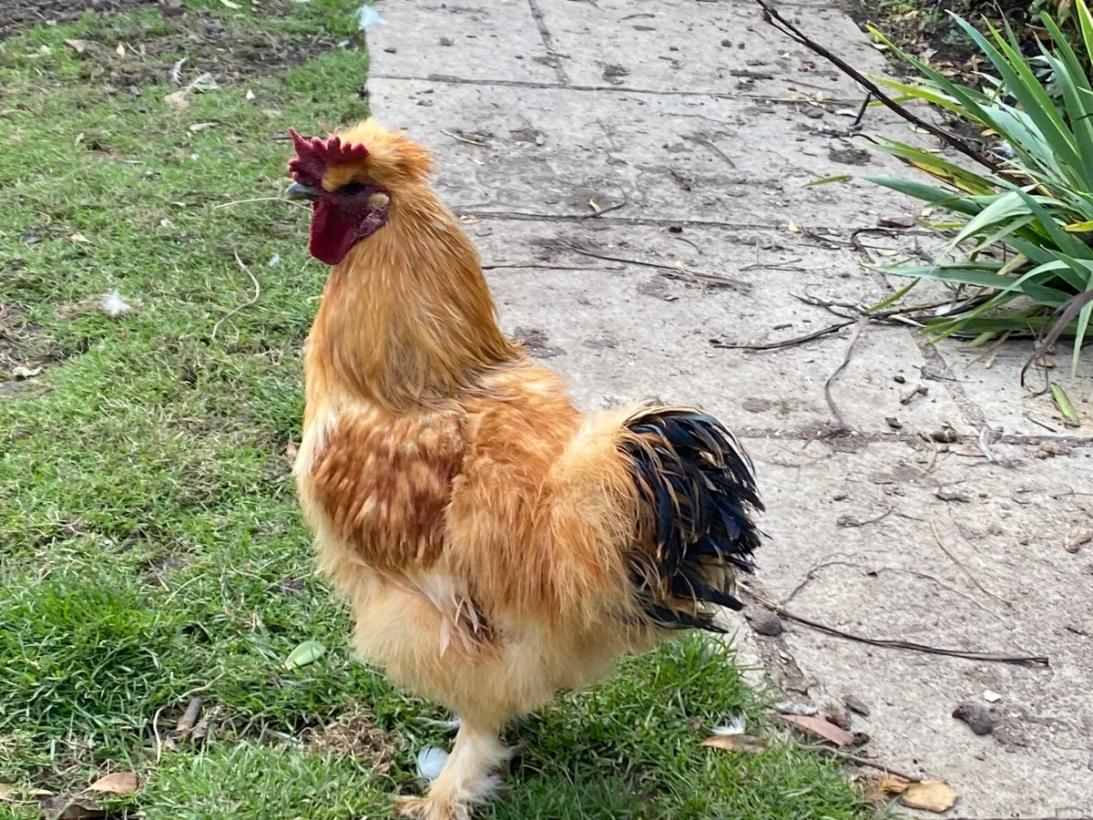 Cockerel/Rooster - Image 4