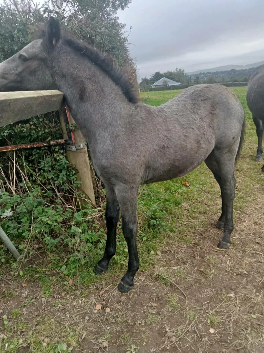 Connemara Colt. X Silver Shadow mare - Image 4