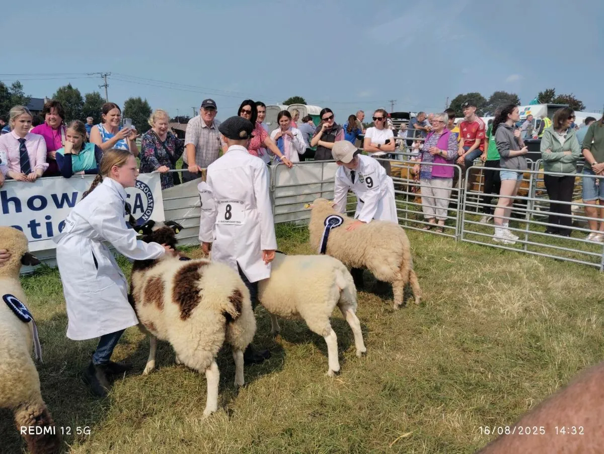 Galway Ram lambs - Image 2