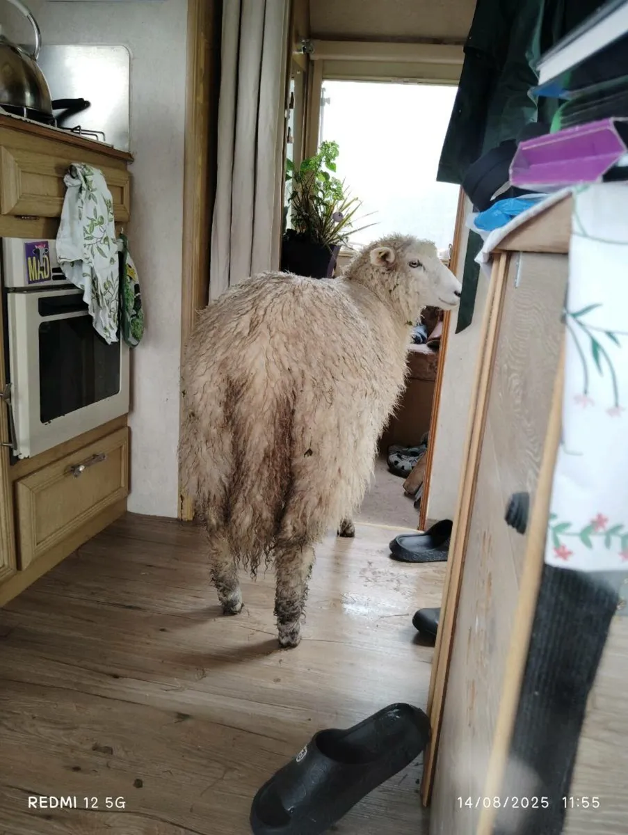 Galway Ram lambs - Image 3