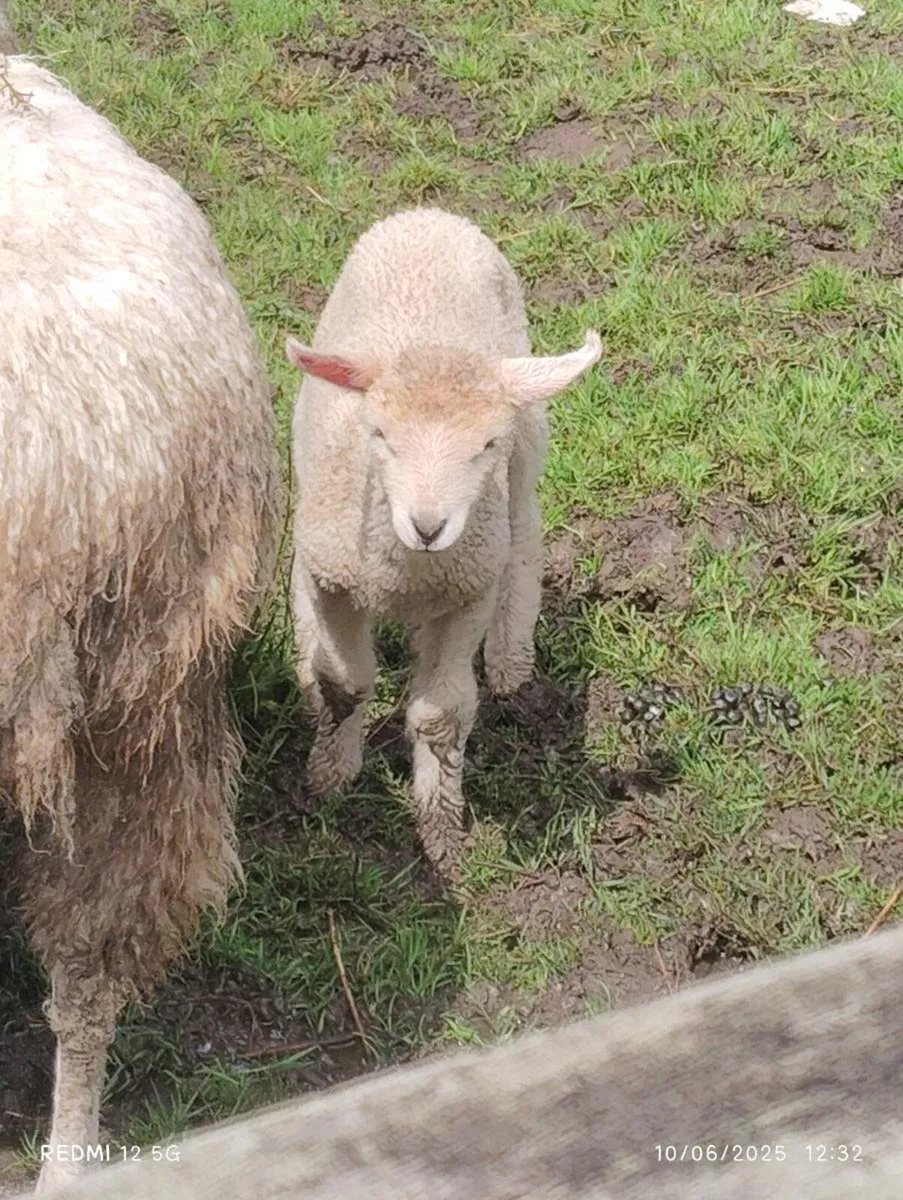 Galway Ram lambs - Image 4