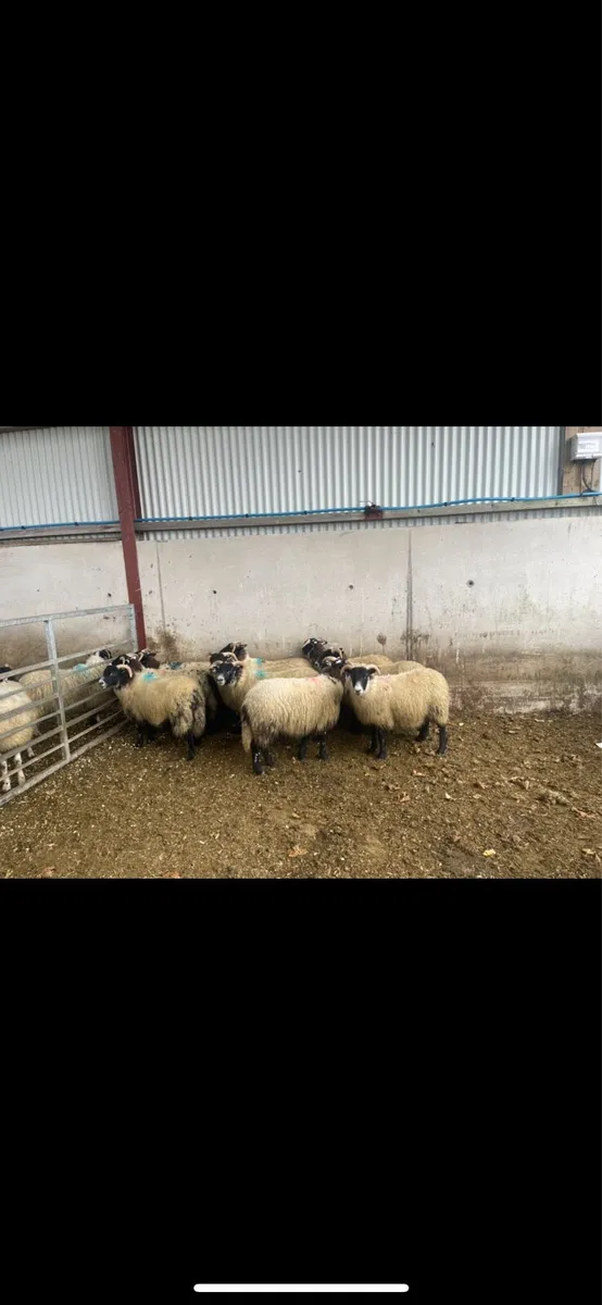 150 3/4 Lanark x 1/4 swale ewe lambs for sale - Image 1