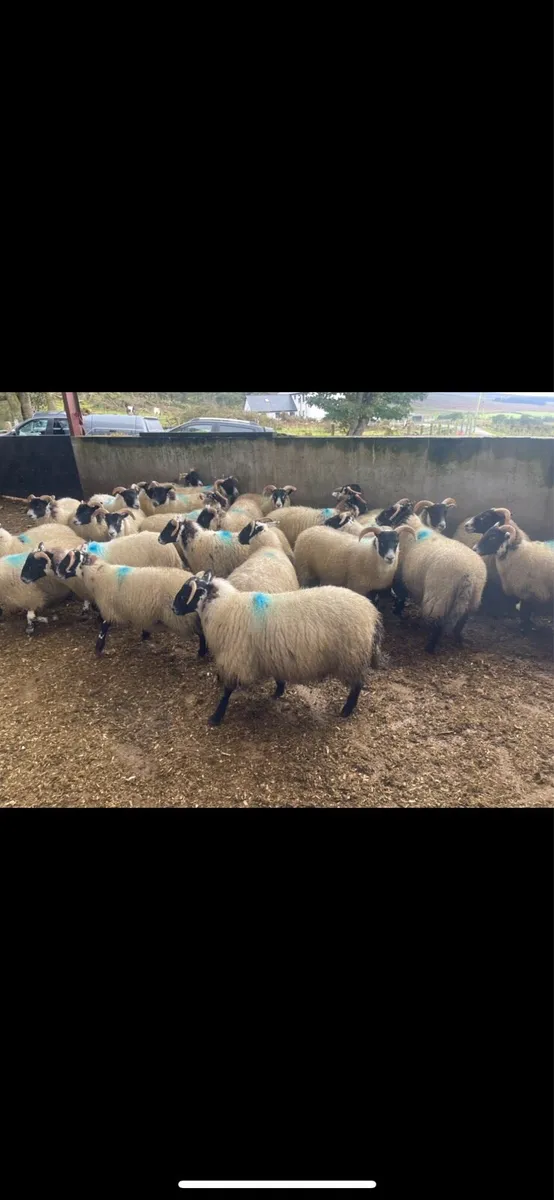 150 3/4 Lanark x 1/4 swale ewe lambs for sale - Image 2