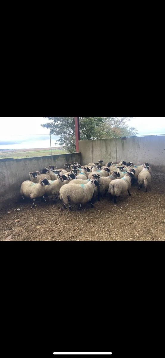 150 3/4 Lanark x 1/4 swale ewe lambs for sale - Image 3