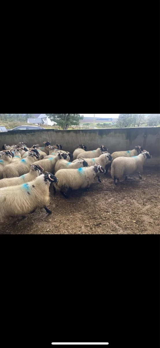 150 3/4 Lanark x 1/4 swale ewe lambs for sale - Image 4