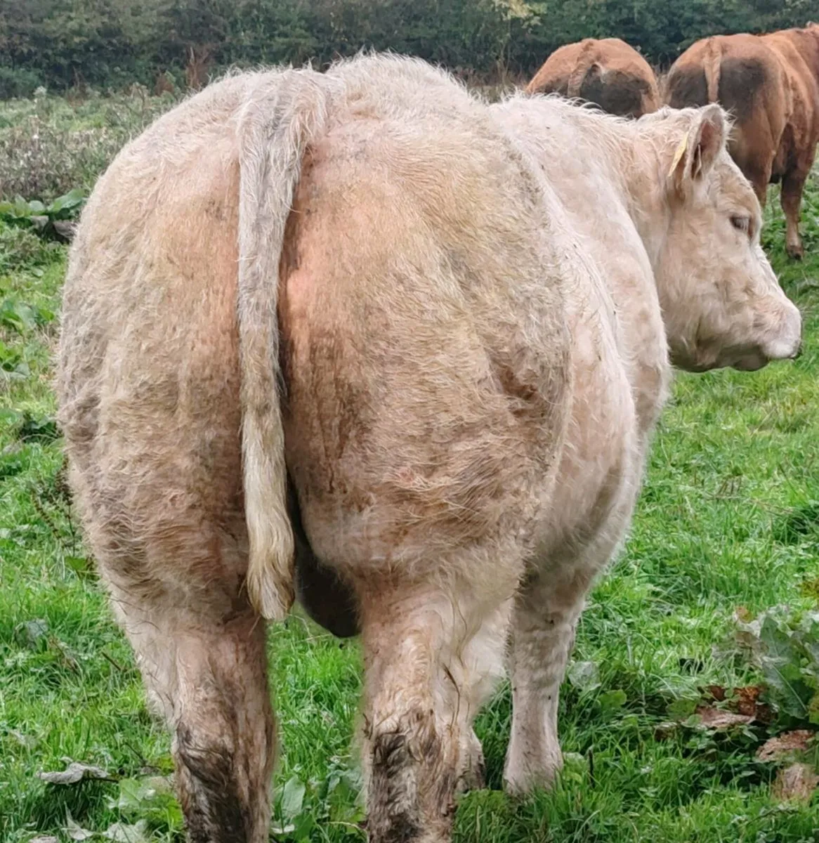 PBR Charolais bull - Image 2
