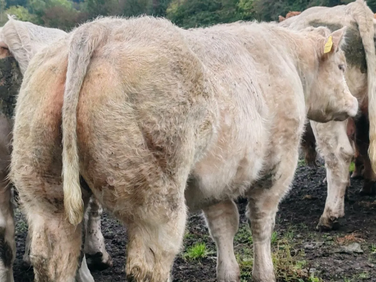 PBR Charolais bull - Image 1