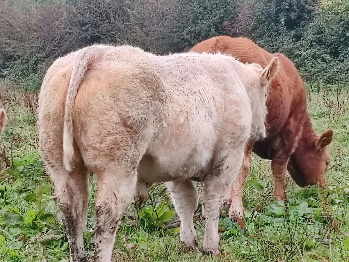 PBR Charolais bull - Image 3
