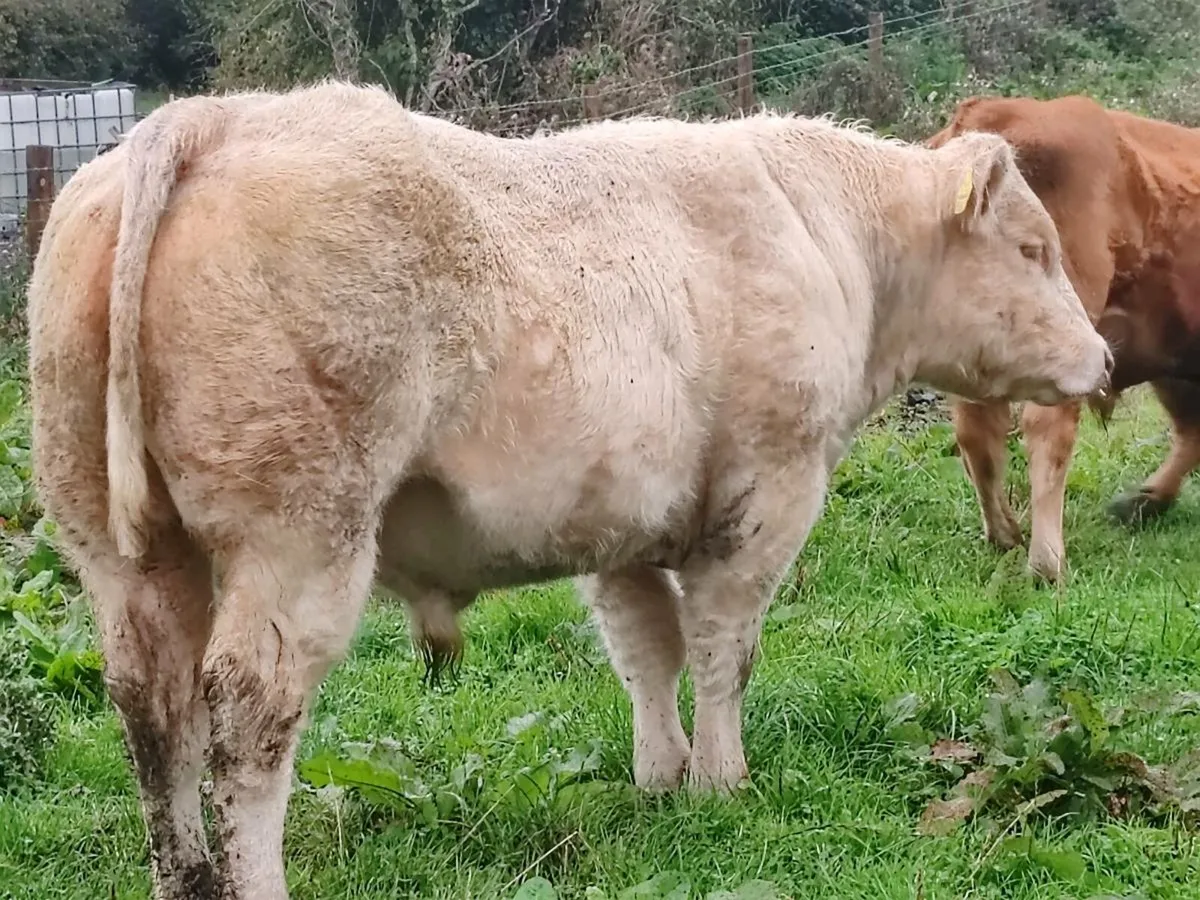PBR Charolais bull - Image 4