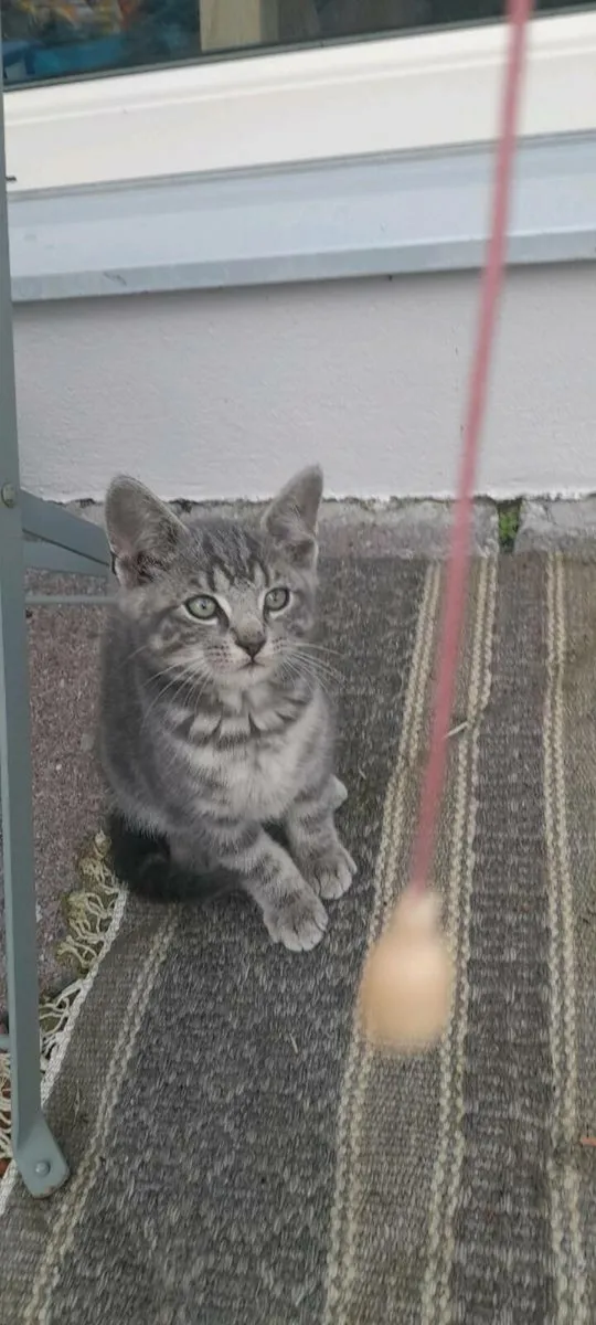 Kitten - Image 2