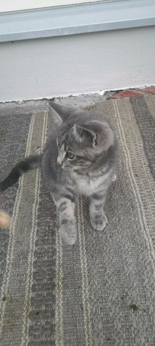 Kitten - Image 3