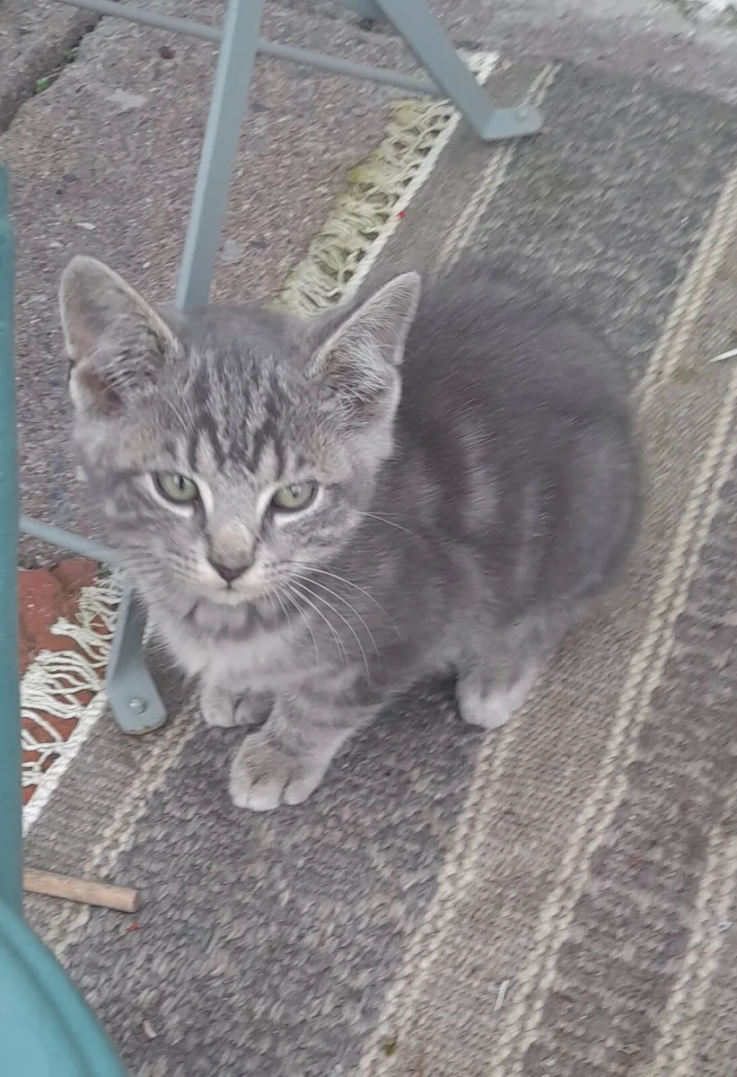 Kitten - Image 1