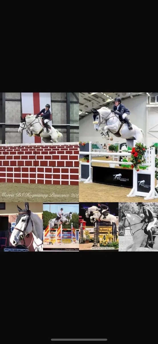 Showjumper looking a quieter life! - Image 2