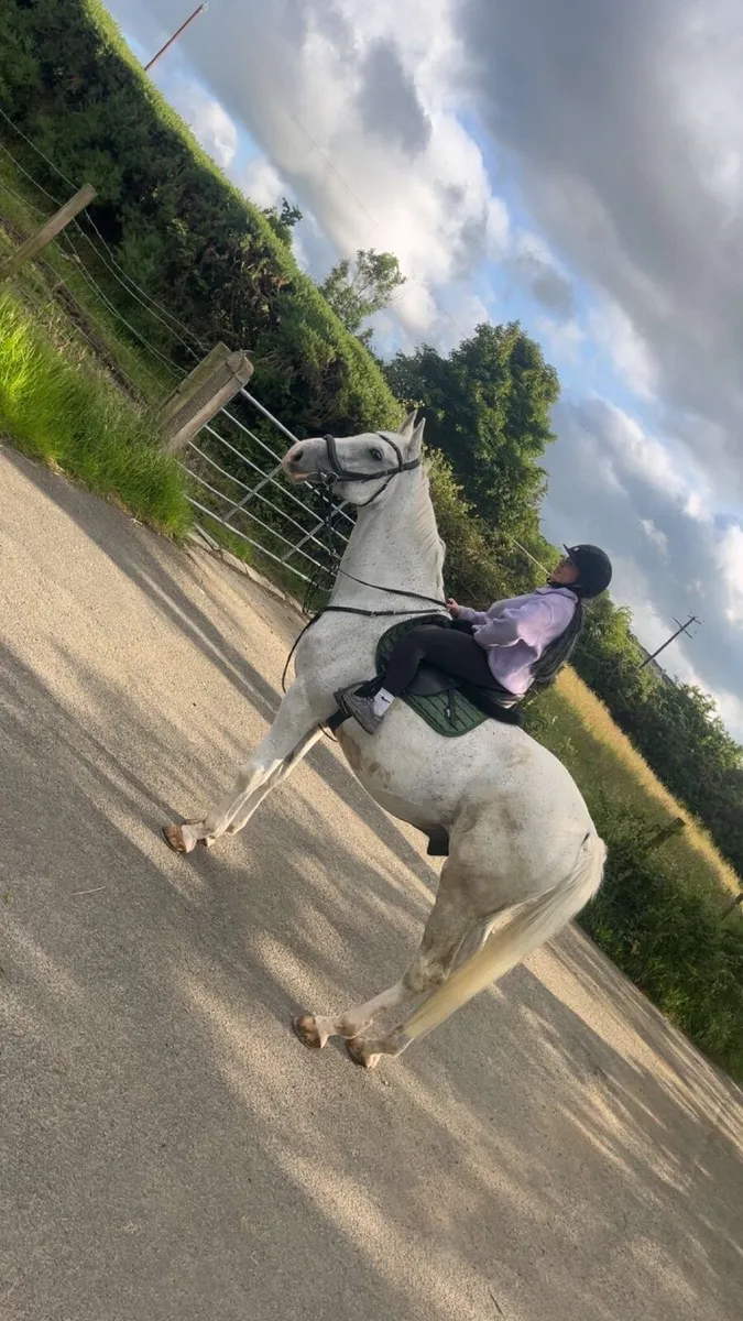 Showjumper looking a quieter life! - Image 1