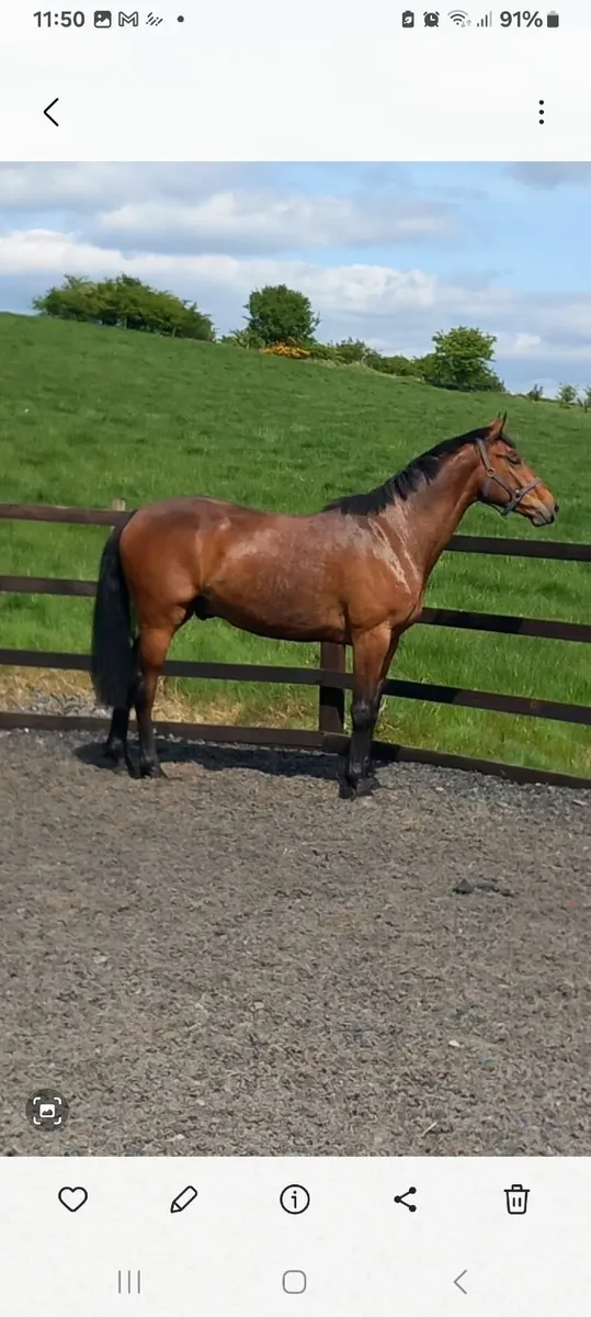 3yr old gelding lightly broken & riding - Image 1
