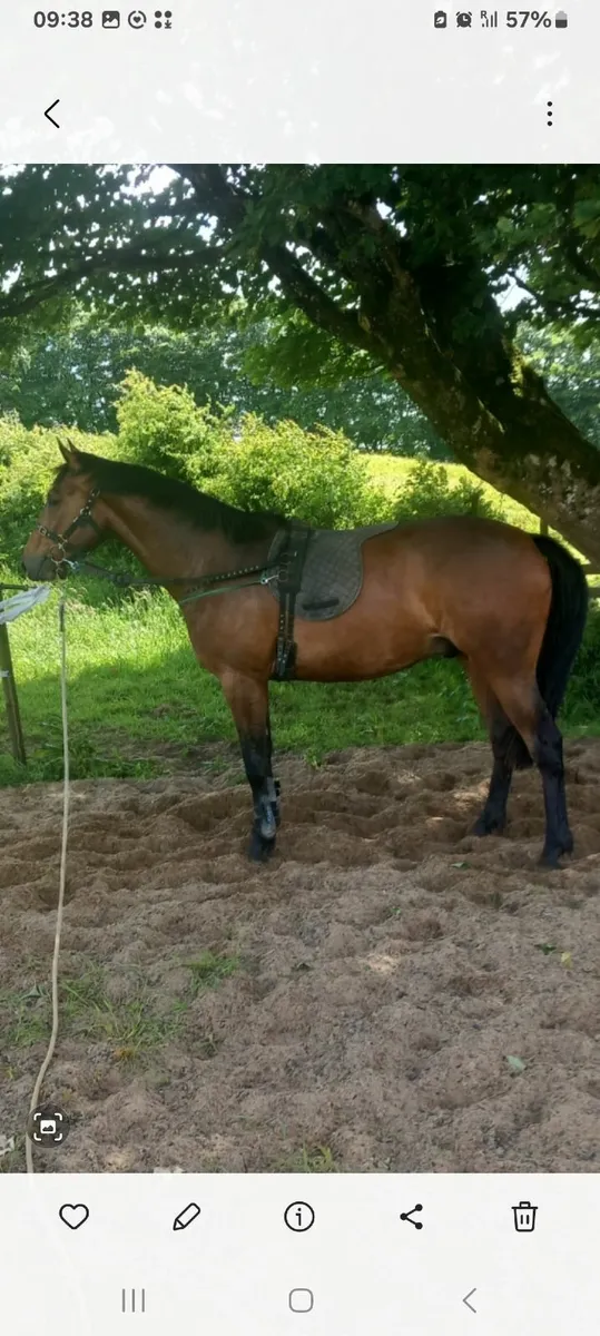 3yr old gelding lightly broken & riding - Image 2