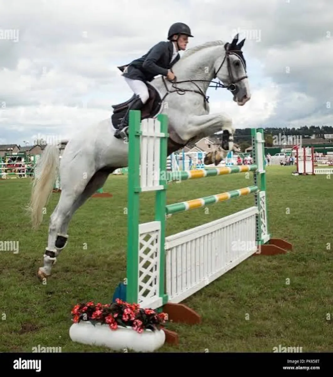 Showjumper looking a quieter life! - Image 3
