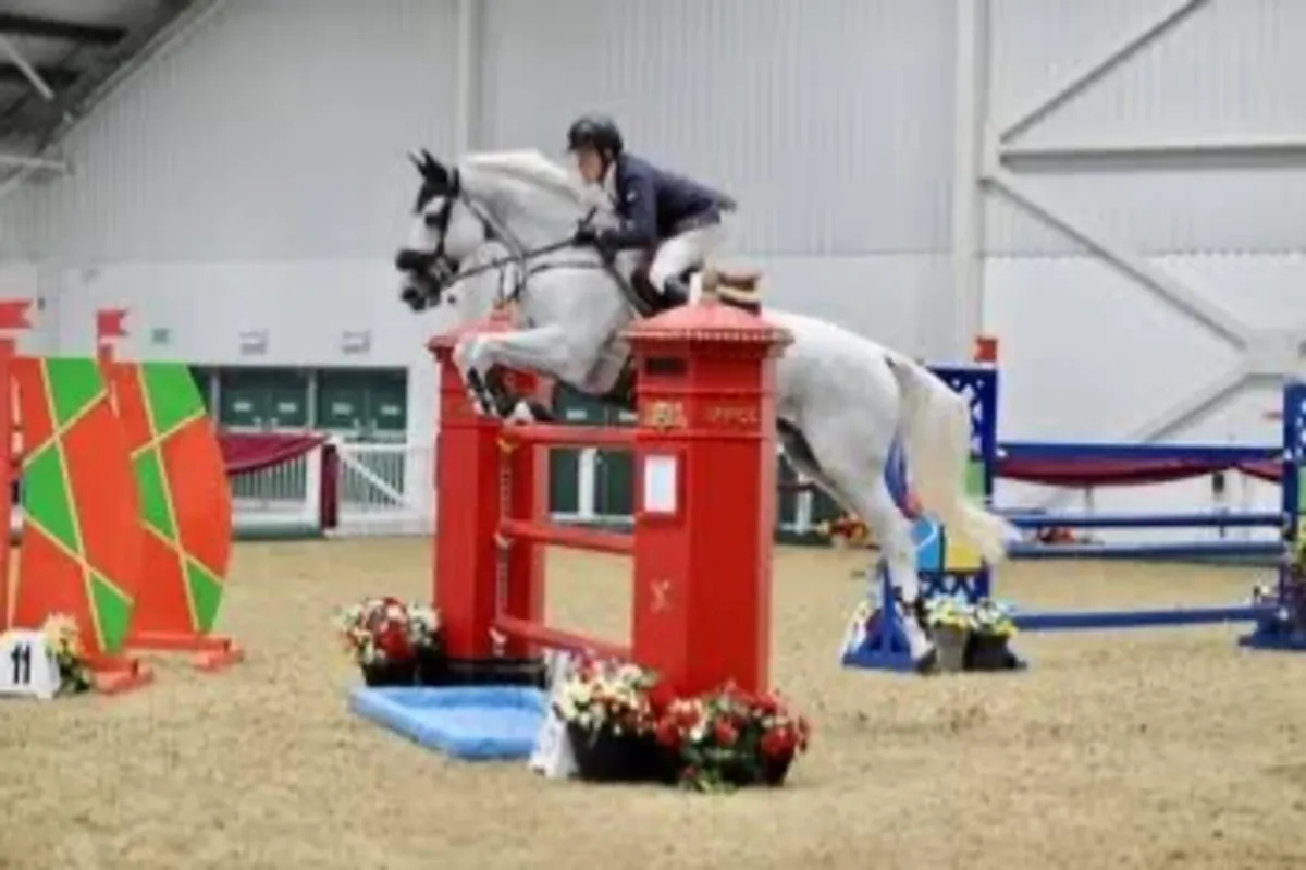 Showjumper looking a quieter life! - Image 4