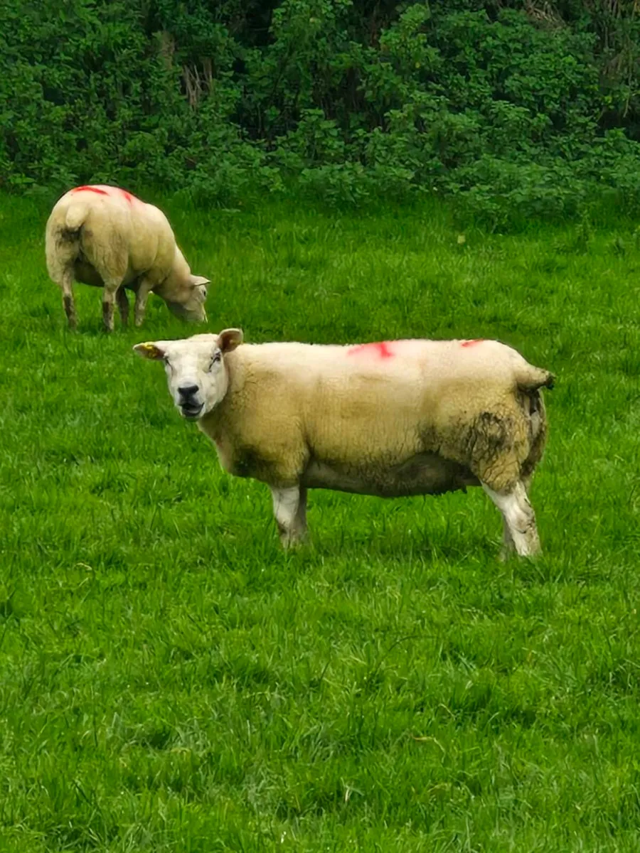 ***Fat Ewes*** - Image 1