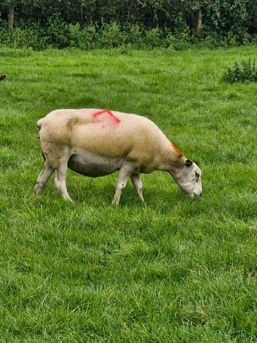 ***Fat Ewes*** - Image 4