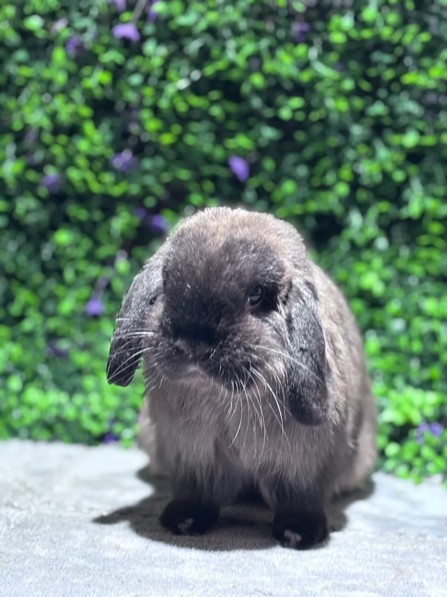 Pedigree mini lops (pictures of parents-N/A) - Image 2