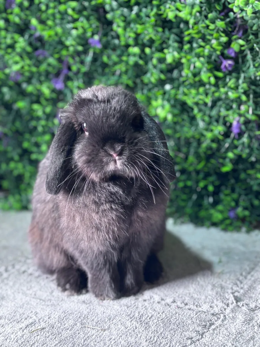 Pedigree mini lops (pictures of parents-N/A) - Image 3