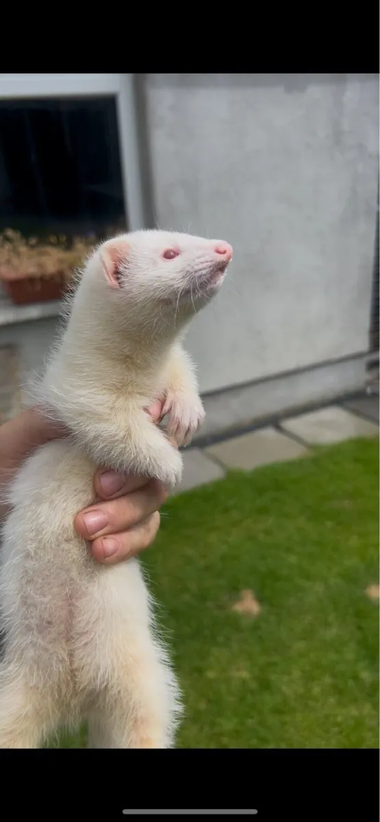 Working ferret - Image 1