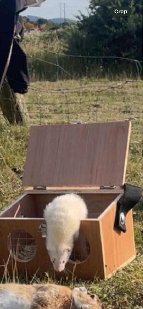 Working ferret - Image 2