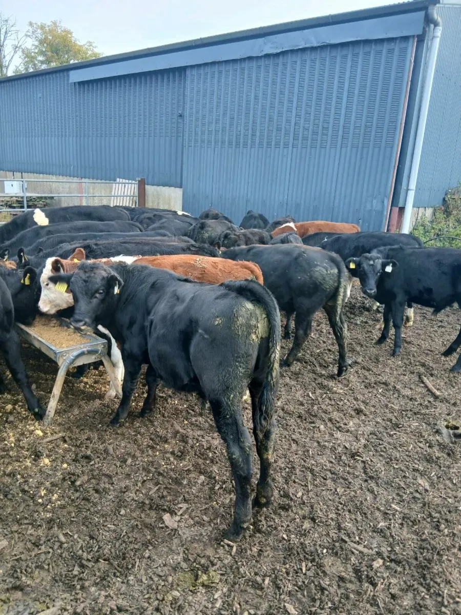 24 Hereford and Angus bulls - Image 1