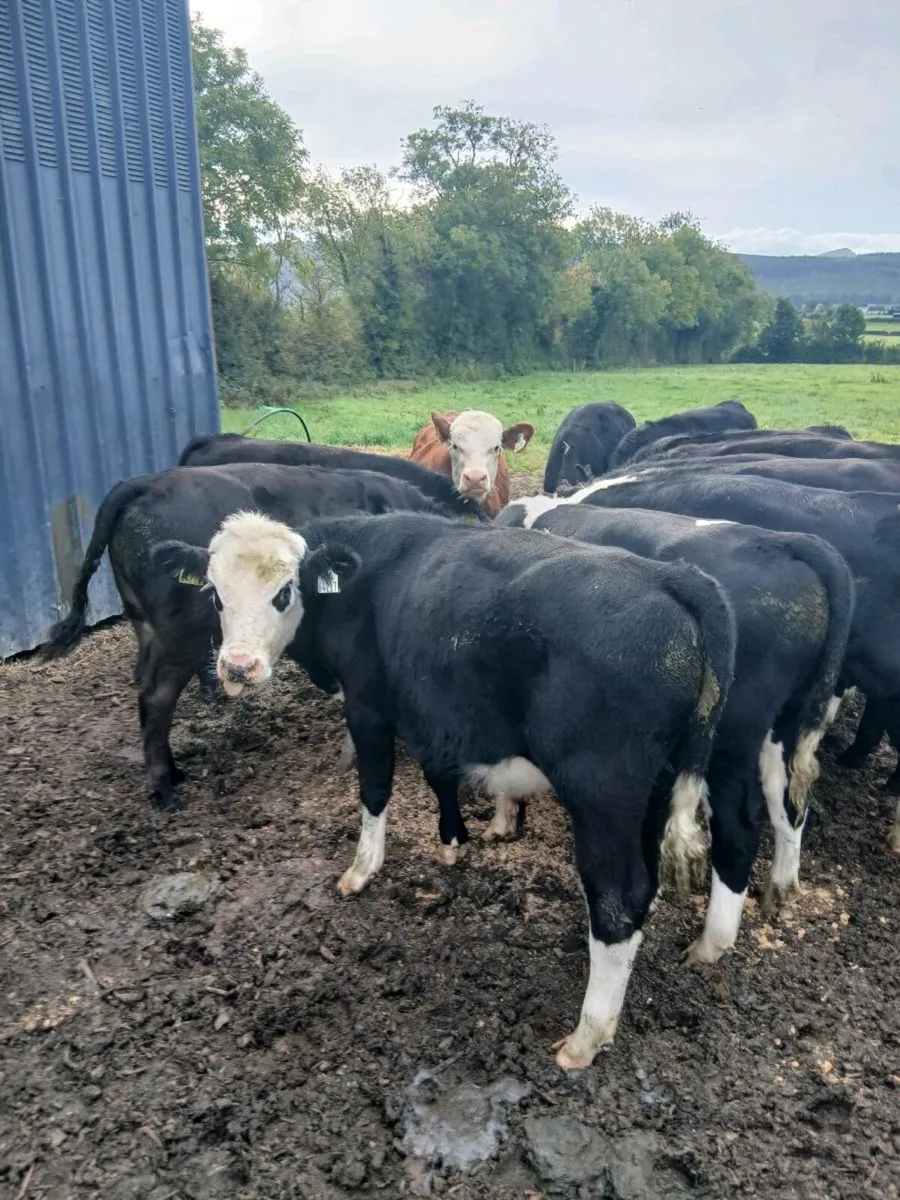 24 Hereford and Angus bulls - Image 2