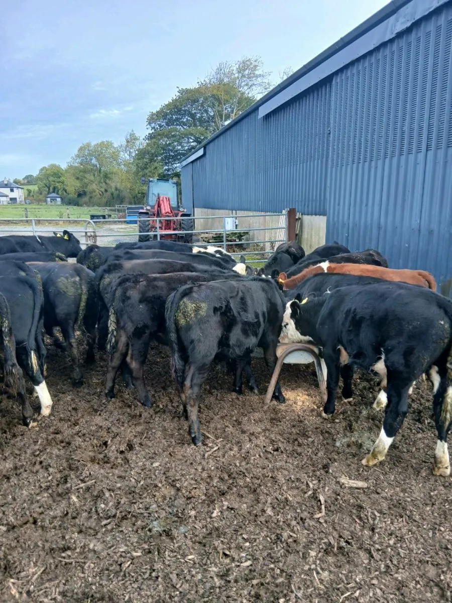 24 Hereford and Angus bulls - Image 3