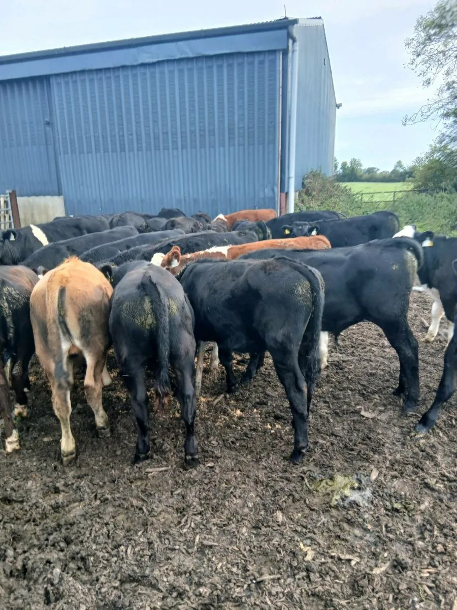 24 Hereford and Angus bulls - Image 4