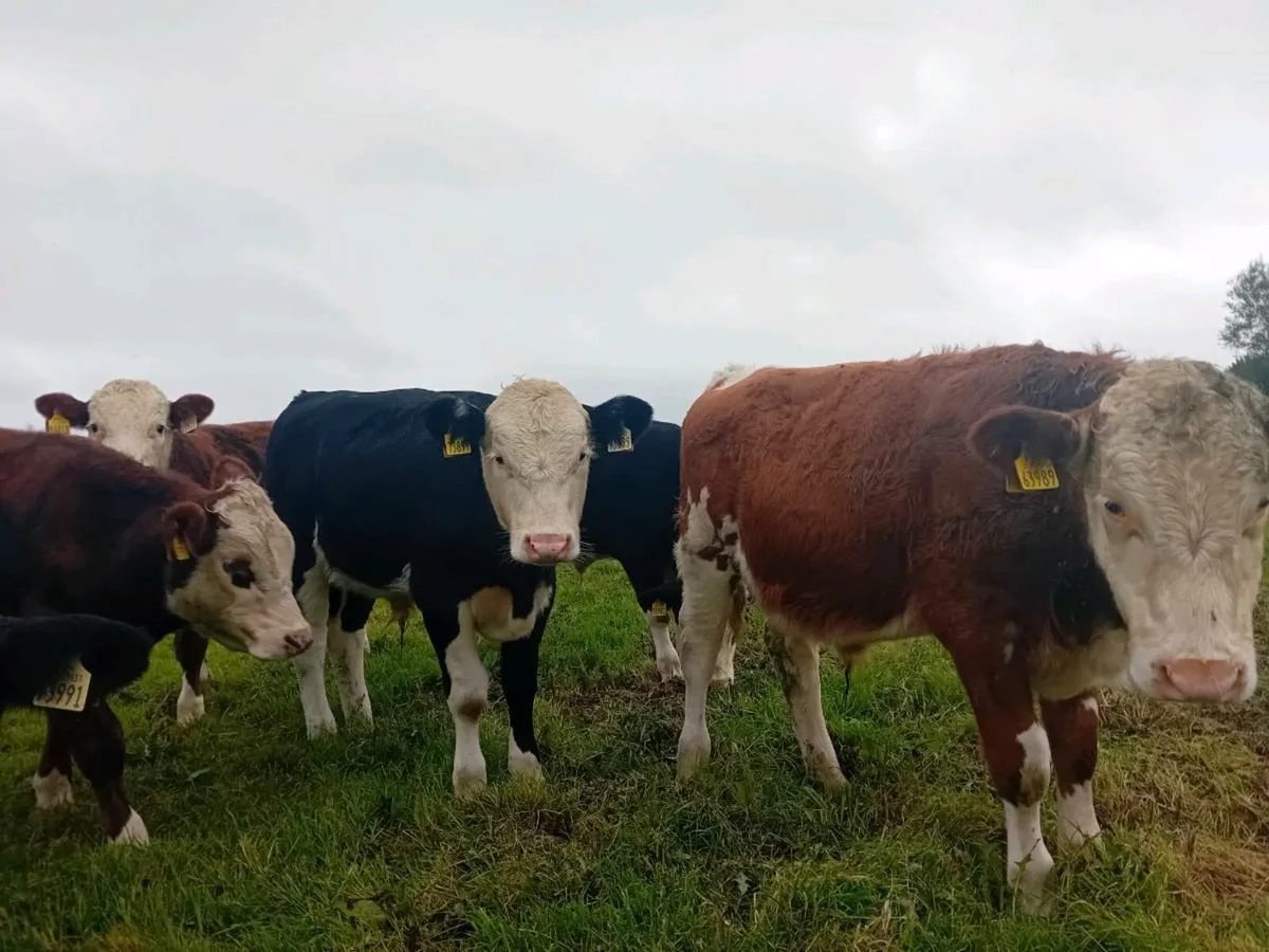 Whiteheads bulls and heilfers - Image 1