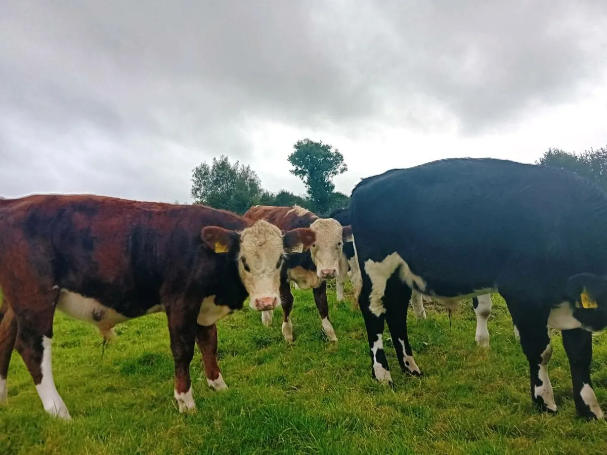 Whiteheads bulls and heilfers - Image 2